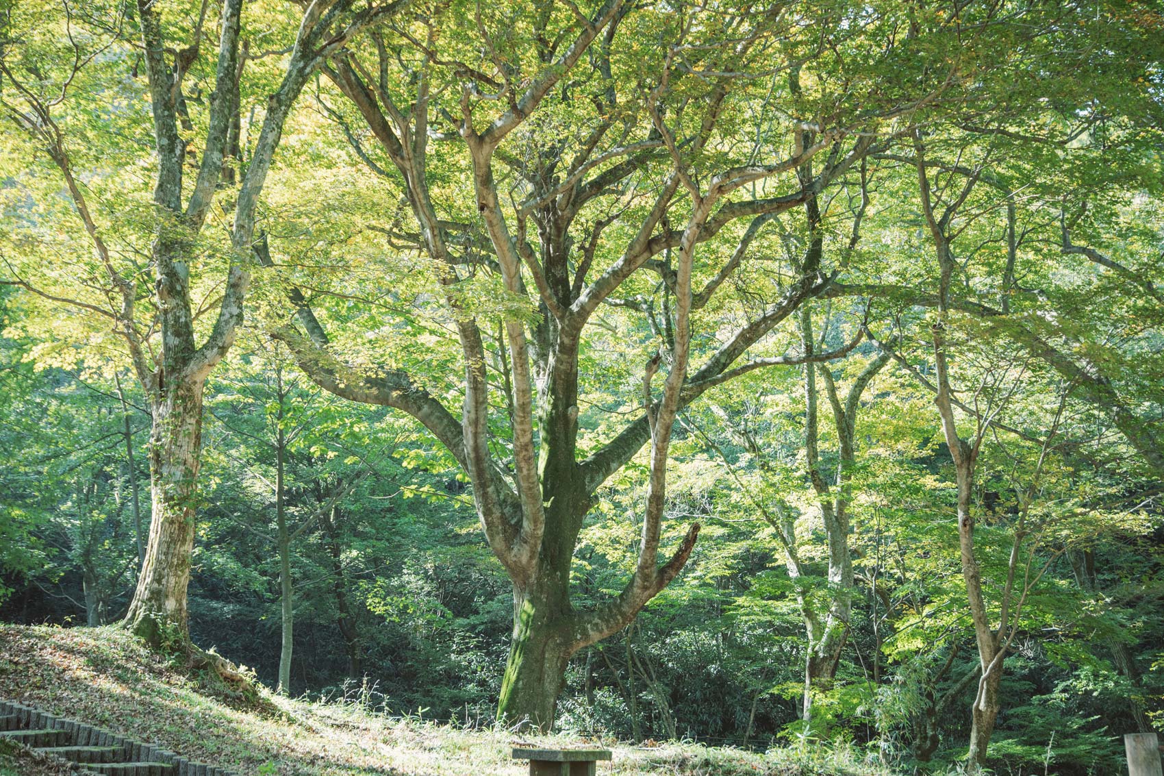 This primeval forest has soothed all five senses since ancient times