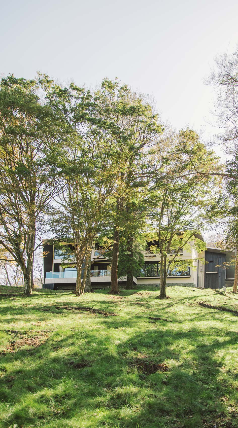 A serene and healing forest Moments of private peace