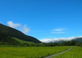 Hakone Botanical Garden of Wetlands